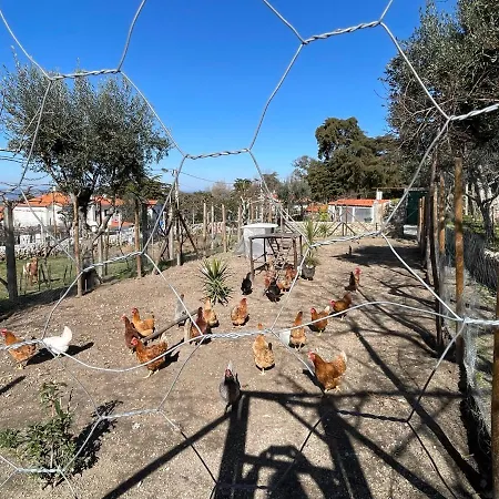 Happy Chicken, Small Farm Serra Da Estrela * Gouveia (Guarda)