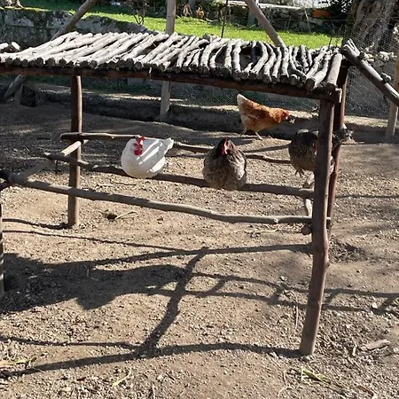 Apartment Happy Chicken, Small Farm Serra Da Estrela *